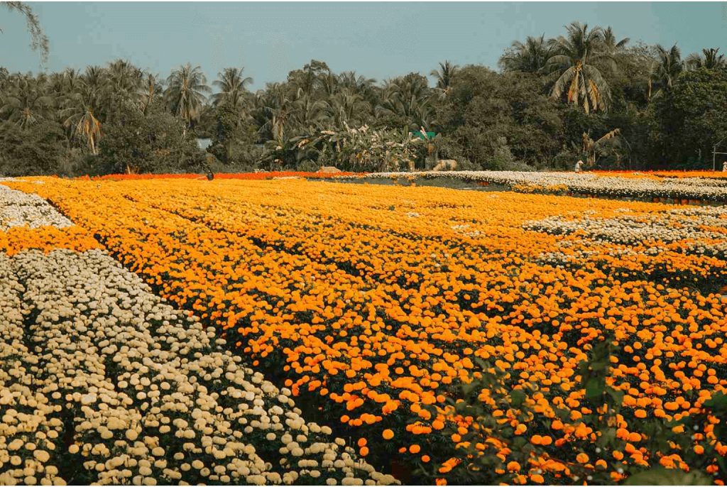 Vietnamese New Year - The orchard of Cai Mon before Tet