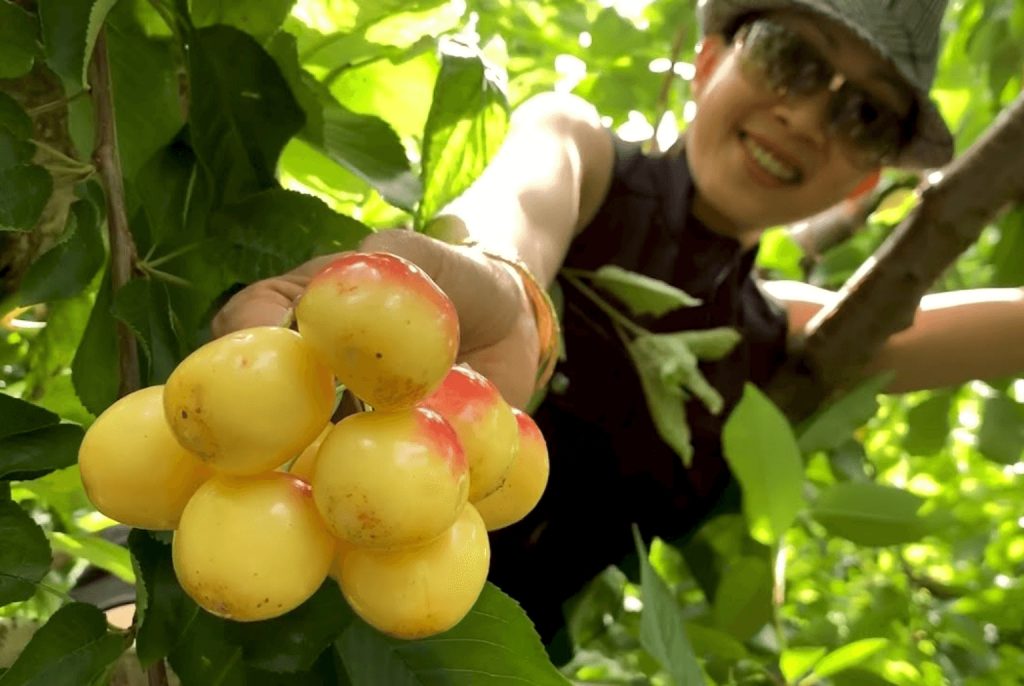 Vietnamese New Year The Orchard of Cai Mon before Tet